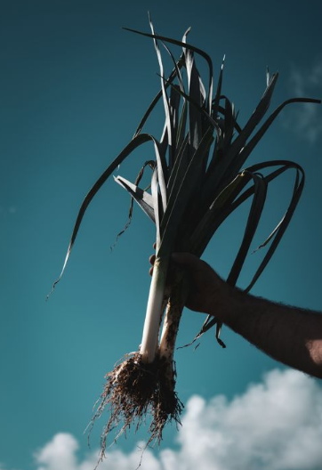 De la fourche à la fourchette…